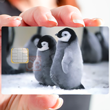 Baby penguins- credit card sticker, 2 credit card sizes available