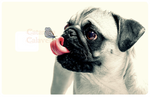 Pug - sticker pour carte bancaire, format US