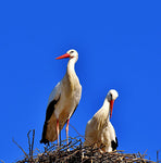 Sticker for letter box, The storks