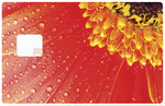 Red Daisy - credit card sticker, 2 credit card sizes available