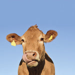 Sticker for letter box, The cow