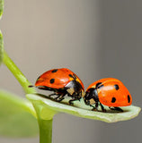 Letterbox sticker, Ladybugs